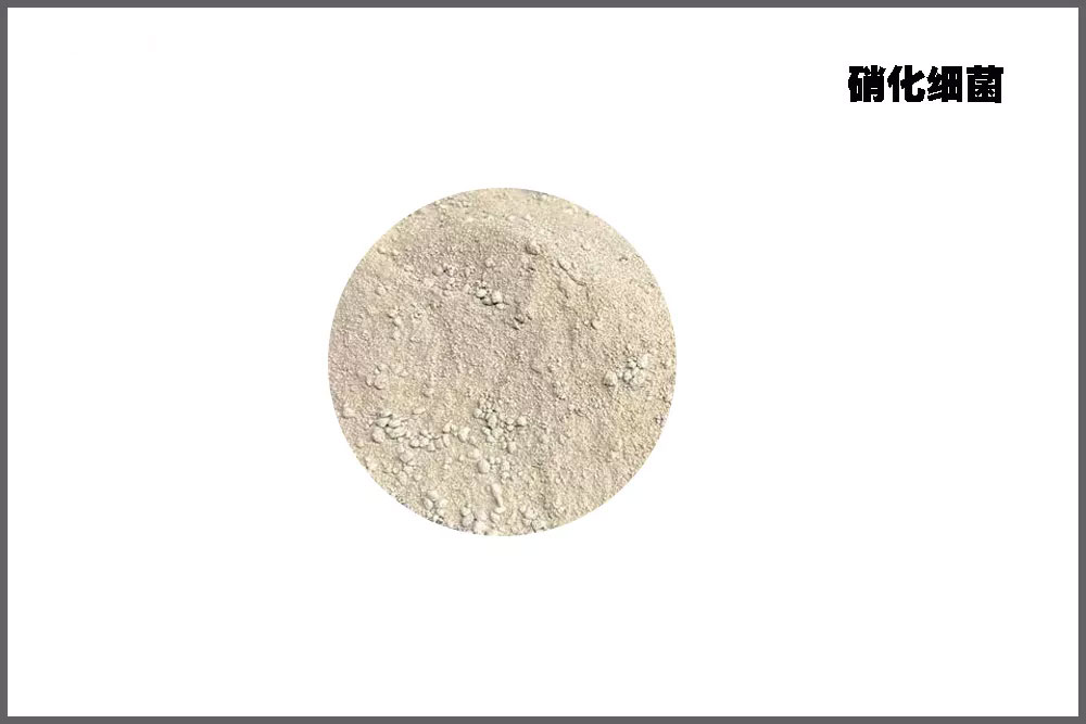 ����ϸ��