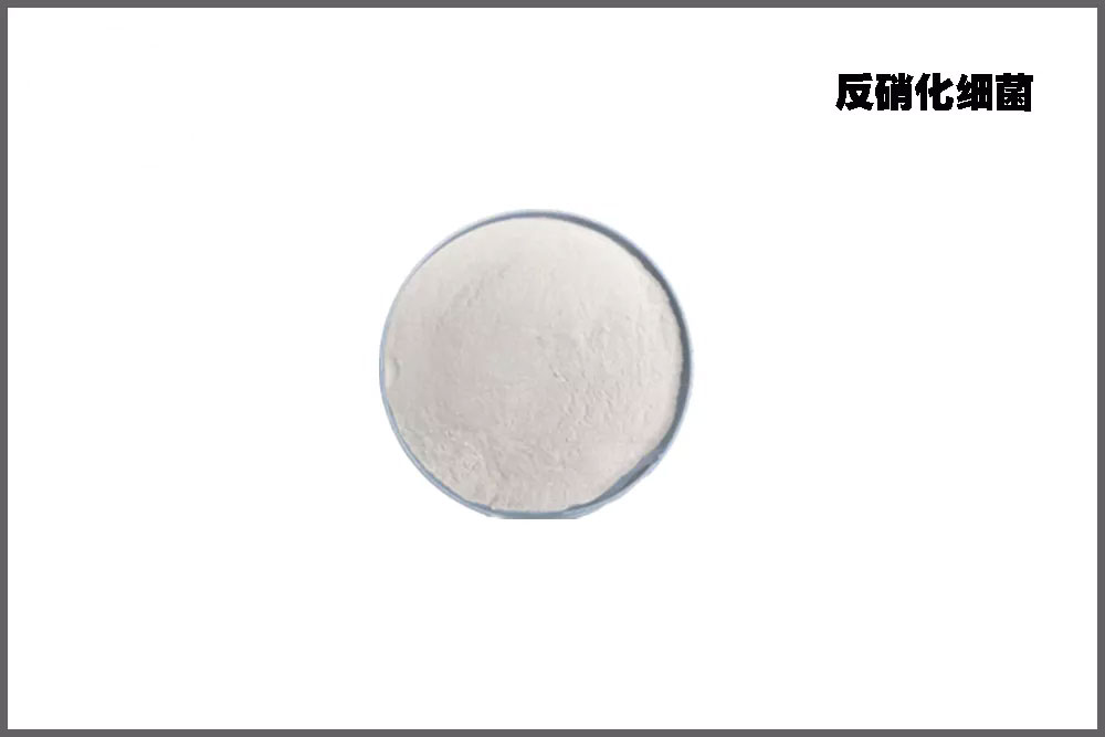 ������ϸ��